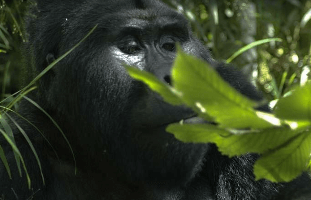 best time to go for gorilla trekking,a seasonal breakdown