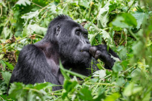 a mother gorilla rests within the lush bushes of Bwindi Forest National Park