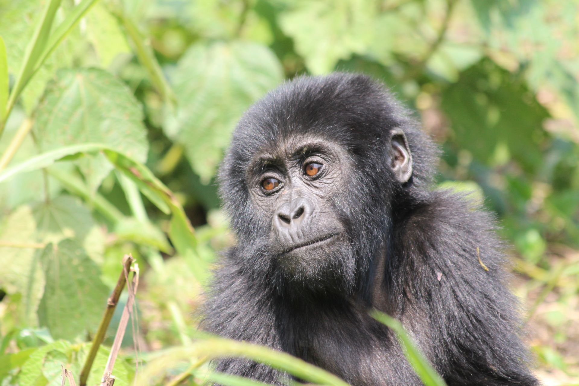 5 Days Chimpanzee and Gorilla Trekking