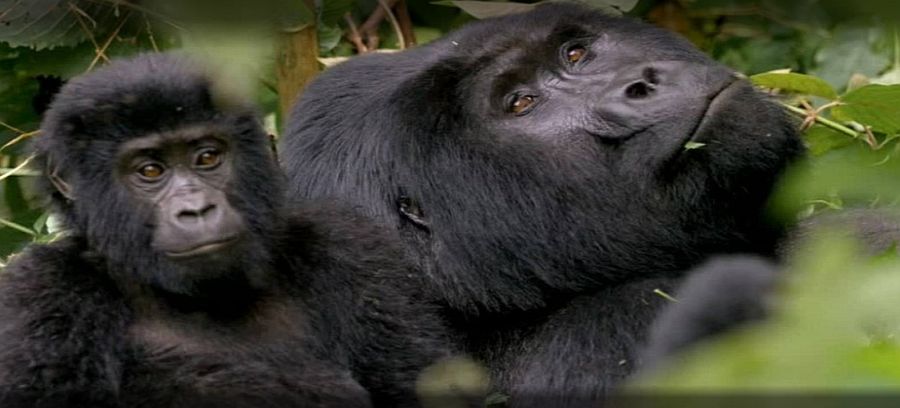 3 Days Bwindi Gorilla Trek: Ultimate Guide to Uganda Gorilla Trek