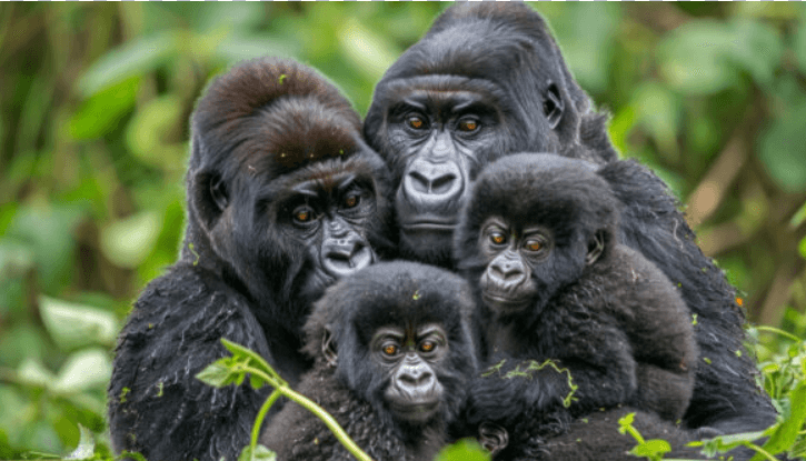 Gorilla Conservation Efforts in virunga ranges