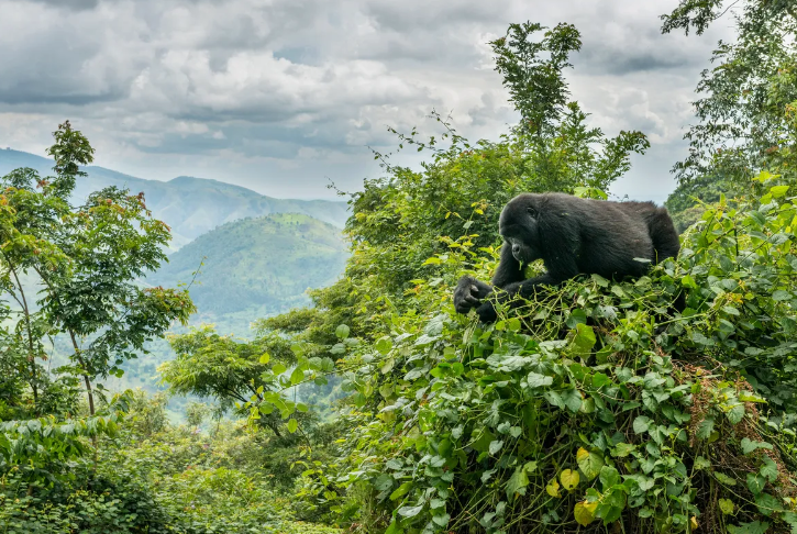 gorilla in the lush trees of virunga ranges