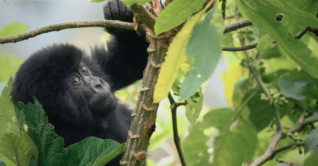 gorilla tourism in Rwanda