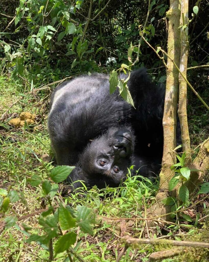 choosing the best gorilla trekking tour company