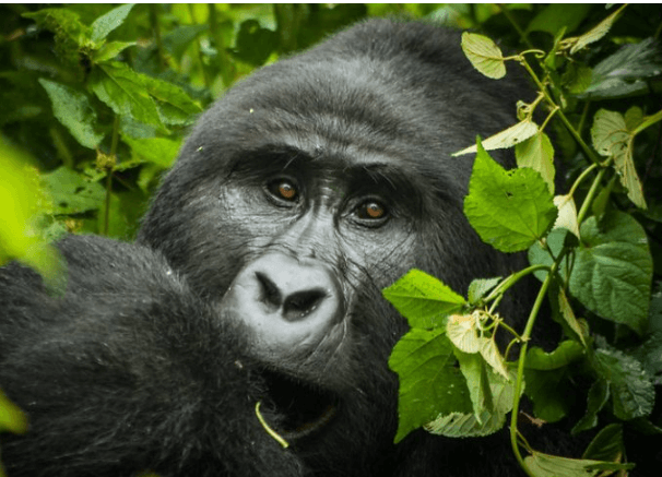 Gorilla trekking tours in Uganda, Rwanda and Congo