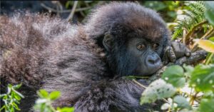 peacful young mountain gorilla lies down on a log thoughtfully resting at Volcanoes National Park