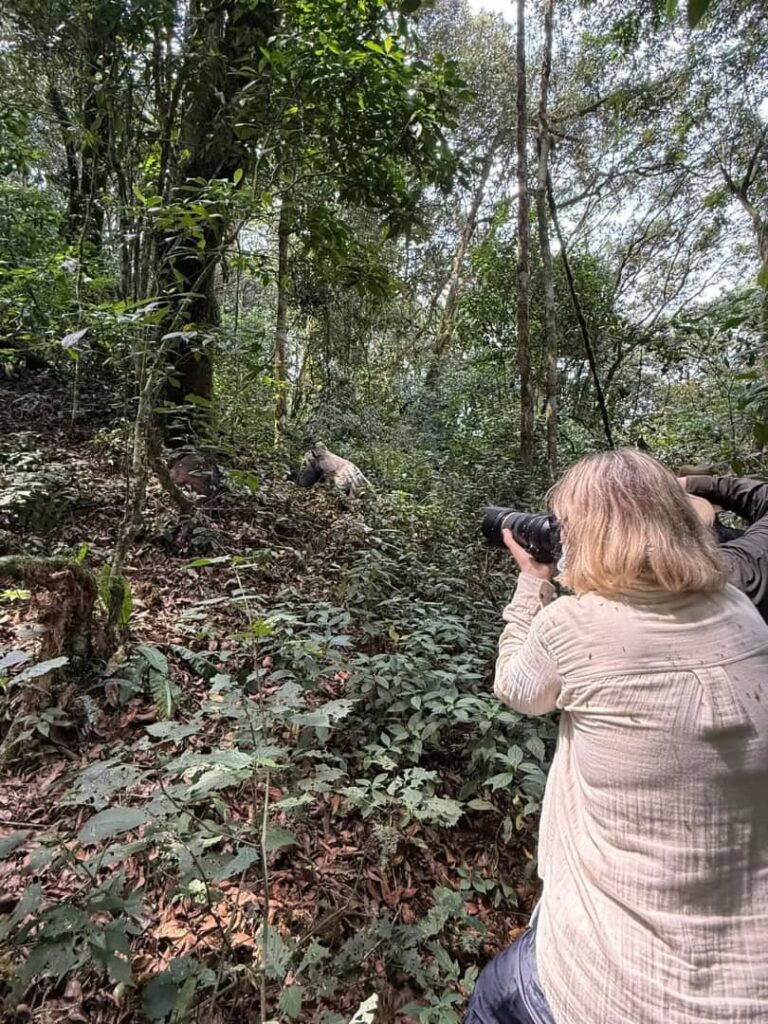 photographing gorillas