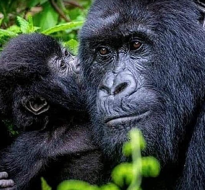 Preparing for Your Gorilla Trek in Rwanda