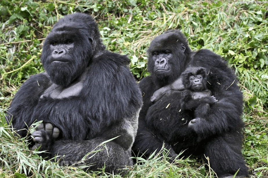 Top 5 Mistakes to Avoid on a Rwanda Gorilla Safari at Volcanoes National Park
