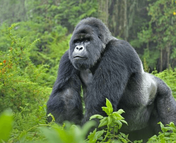 Silverback gorillas,virunga ranges