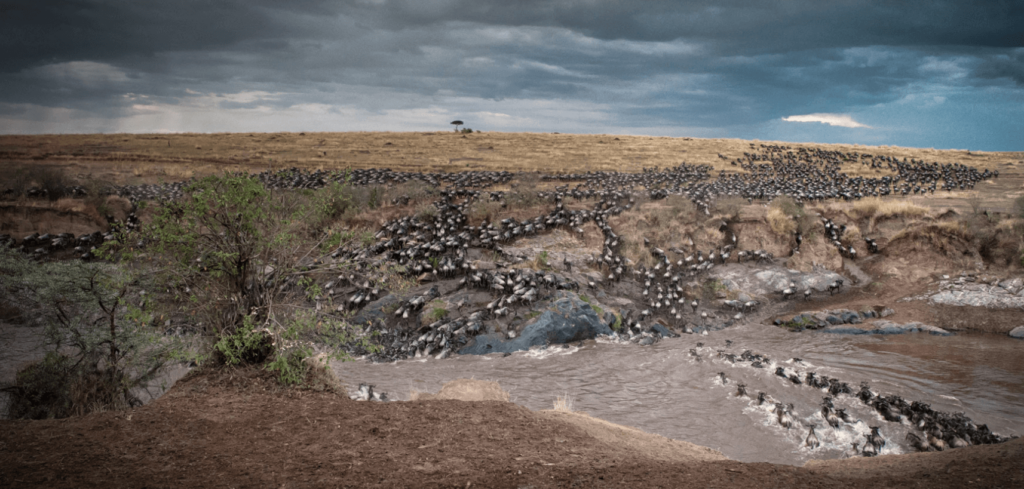 A massive herd of wildebeest crossing a river during the Great Migration in Africa.