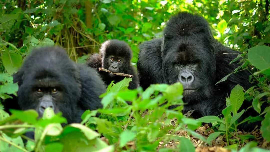 Uganda Safaris