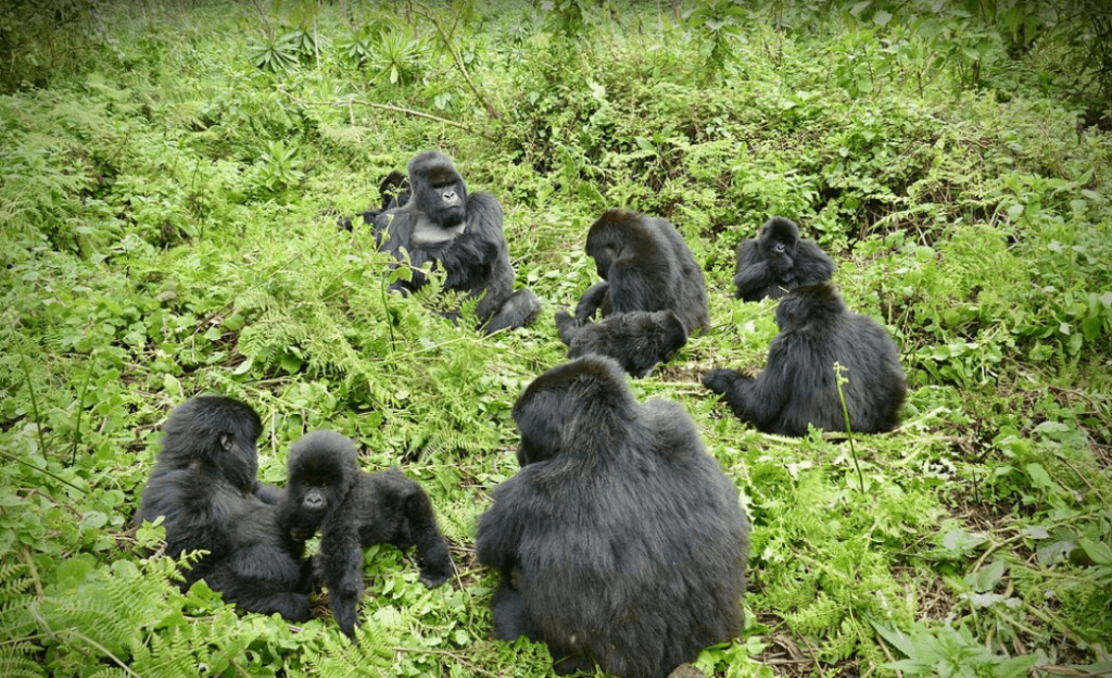 unique flora and fauna in Rwanda's Volcanoes National Park