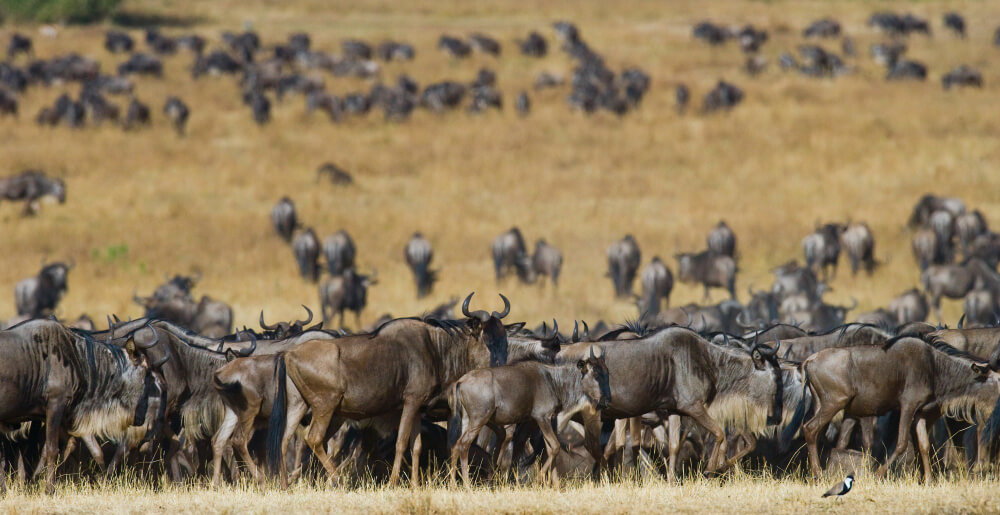 Masai Mara National Reserve