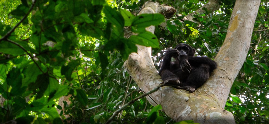 a chimpanzee rests on the budongo forest mahogany tree