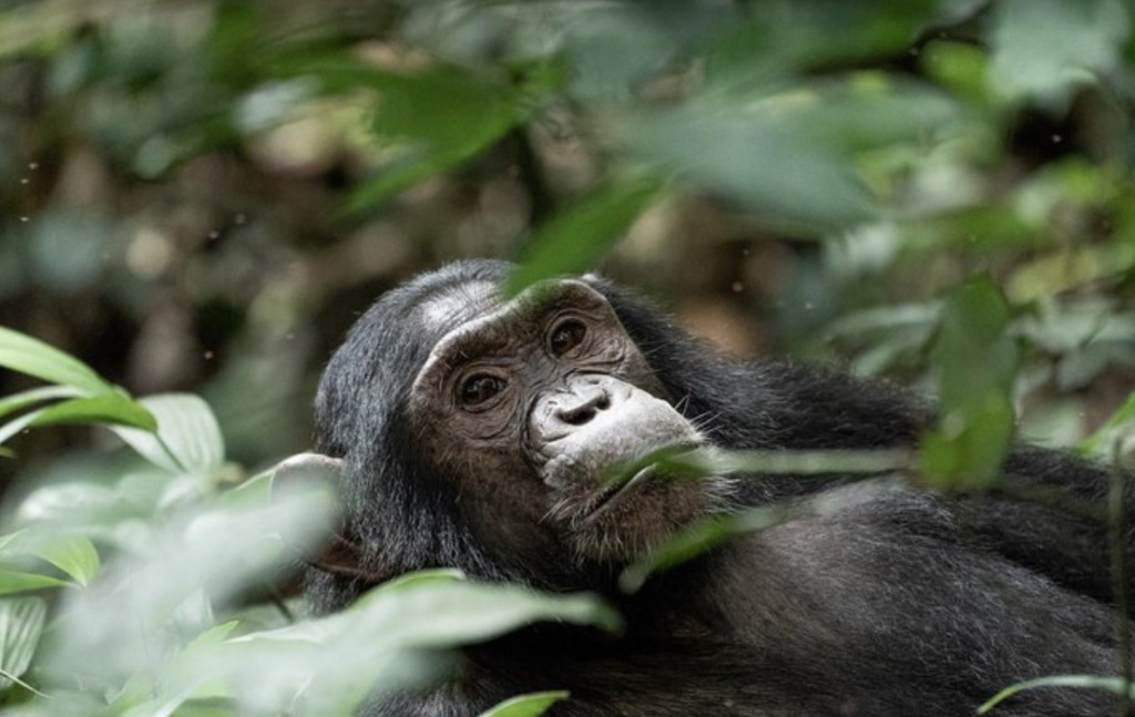 A chimpanzee rests with in the tree branches on chimpanzee trekking tour in Uganda