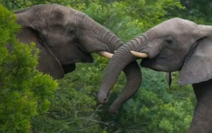 an elephant couple hugs at Queen Elizabeth NP on 5 Days Gorilla Trek,Kibale chimpanzees and Wildlife safari