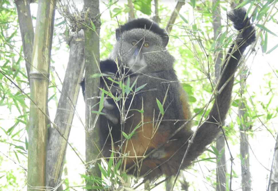golden monkeys trekking in Rwanda and Uganda offers great experiences to travelers