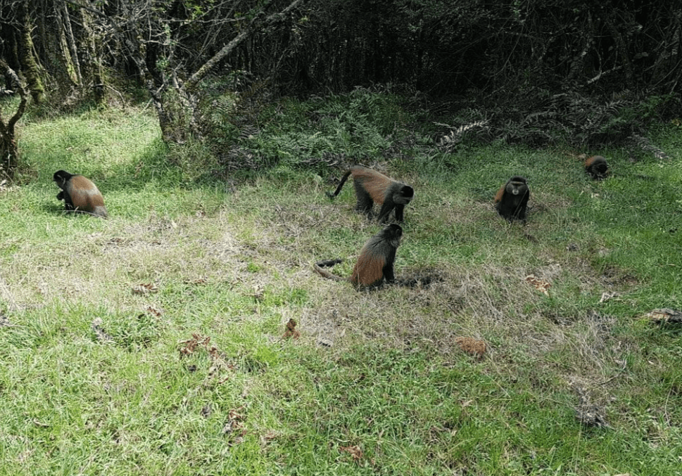 a group of golden monkeys seen during a golden monkeys trekking exercise in Rwanda