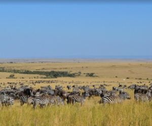 wildlife viewing at Kidepo Valley NP on a 10 Days Uganda Safari Wildlife Excursions