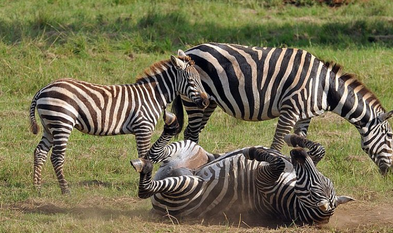 6 Days Uganda Gorillas, Kibale Chimpanzees and Wildlife Safari