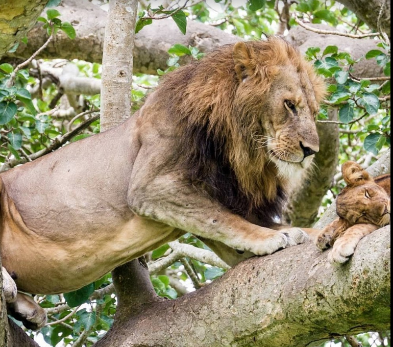 6 Days Murchison Falls and Bwindi Gorilla Safari