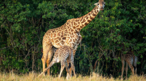 giraffes spotted on a morning game drive at Murchison falls on 6 days Murchison falls Bwindi Gorilla Safari