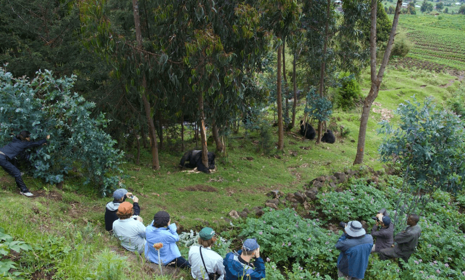 the cost of gorilla trekking permit in Rwanda