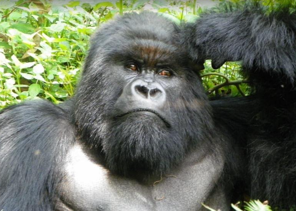a relaxed gorilla spotted on a gorilla trekking exercise at Volcanoes National park