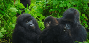 a gorilla family group at volcanoes national park, gorilla trekking in Rwanda