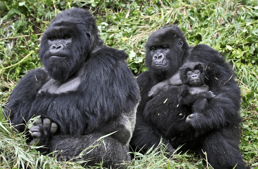 a group habituated gorilla family group rests amidst lush forests of Volcanoes National Park ,Rwanda.