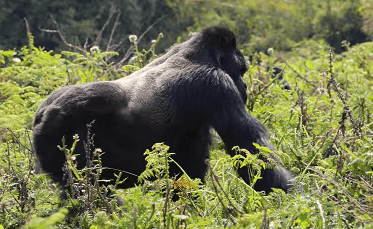 Gorilla Trekking cost in Rwanda varies according to one's residency.