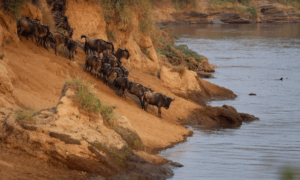 masai mara,a wildebeest great migration destination for couples