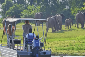 a couple enjoys clear views of elephants while at the kazinga channel launch cruise