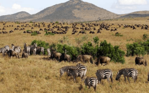 wildebeest-great-migration watching at Serengeti national park for couple holiday safaris