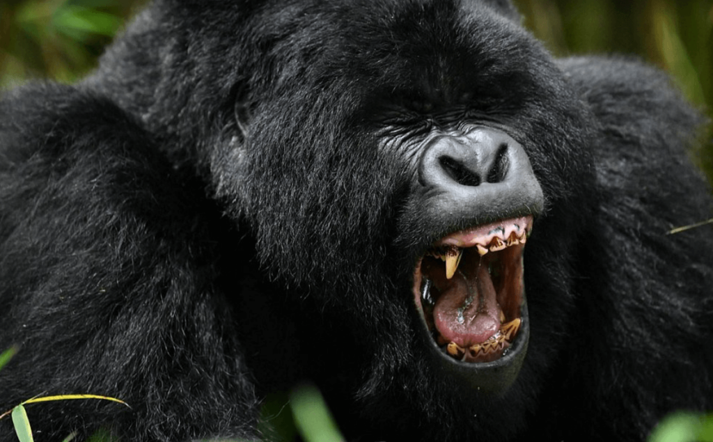 gorilla habituation Experience at Bwindi Forest National Park in Uganda