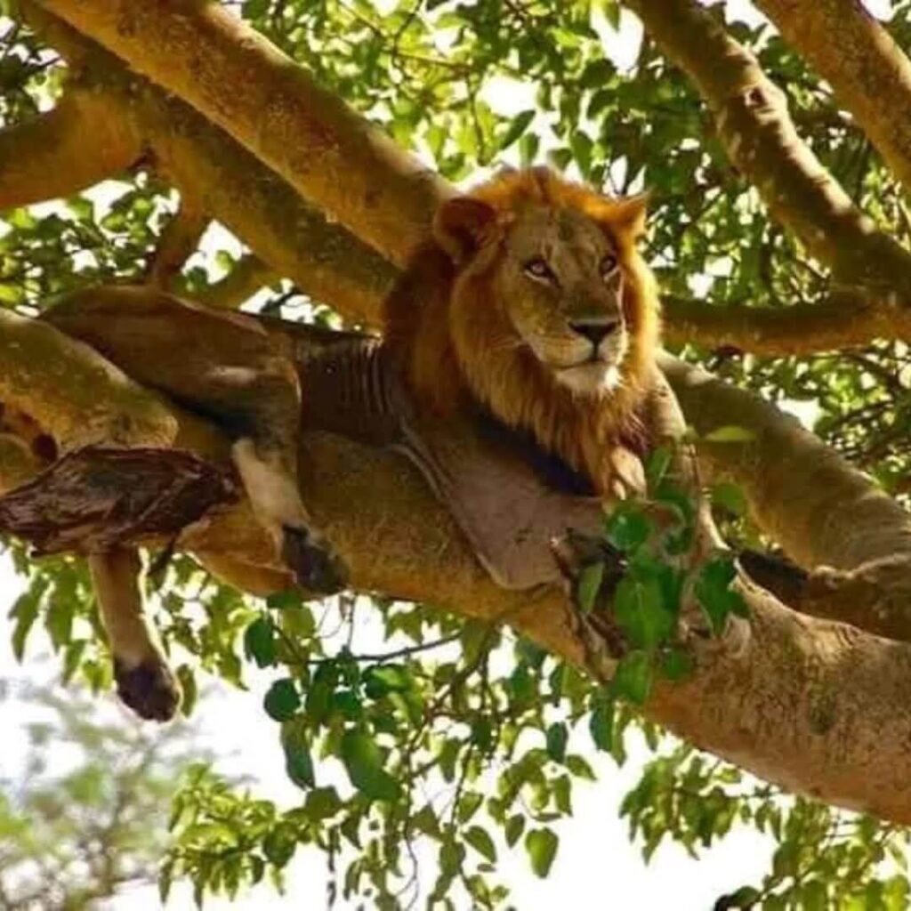 a tree climbing lion rests up in the tree at Ishasha sector,Queen Elizabeth National park
