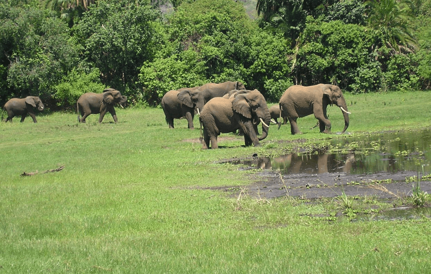 a herd of elephants spotted at Akagera National ParkRwanda