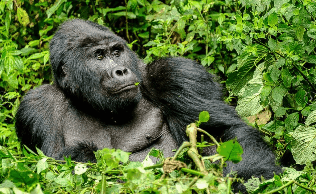gorilla trekking in Uganda, Bwindi Forest National Park