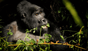 affordable gorilla trekking in Bwindi Uganda