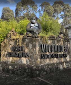 Rwanda gorilla trekking Volcanoes National Park