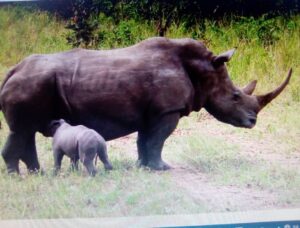 A mother and Baby Rhino spotted at the Ziwa Rhino Sanctuary
